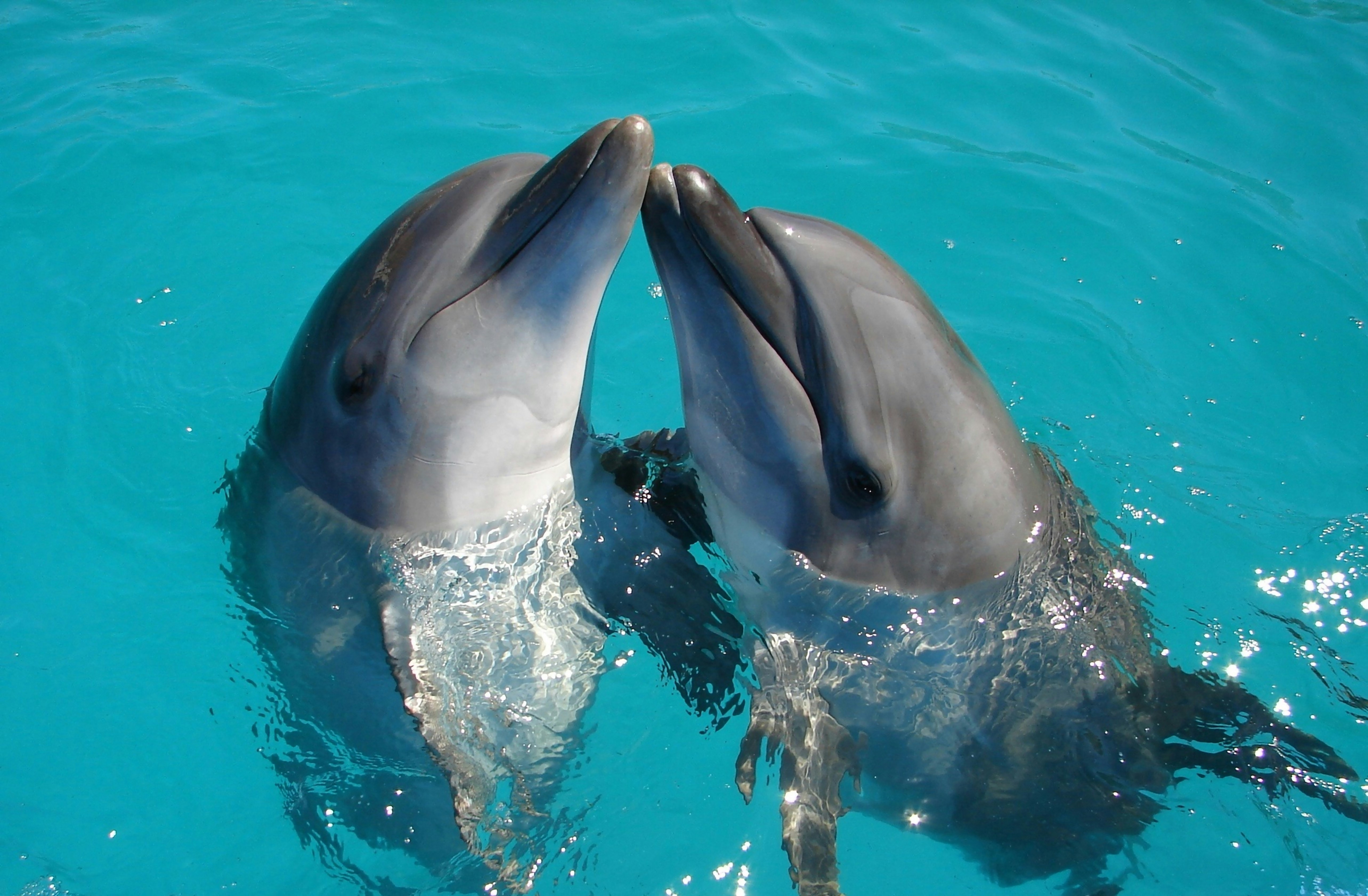 ¿LOS DELFINES BEBEN AGUA?
